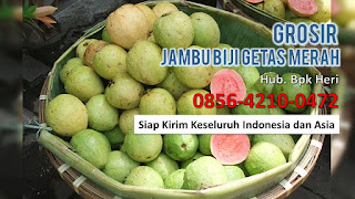 Supplier Jambu Biji Merah, Grosir Jambu Biji Merah, Distributor Buah Jambu Biji.JPG