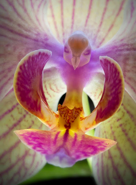 Moth Orchid, Phalaenopsis, orchid, resemble flowers