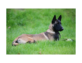 Belgian Malinois dogs are highly intelligent and have an incredible ability to learn and retain information. They are also very loyal and protective of their handlers, making them an ideal choice for military operations.