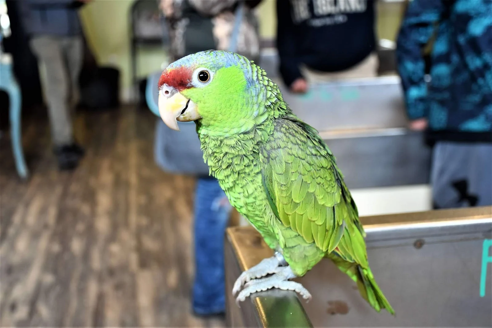 Colorful Parrot at Pigeon Forge