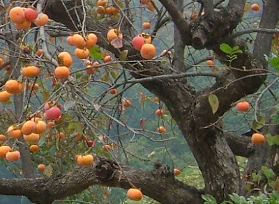 Khasiat Buah Pisang Kaki Untuk Kesihatan