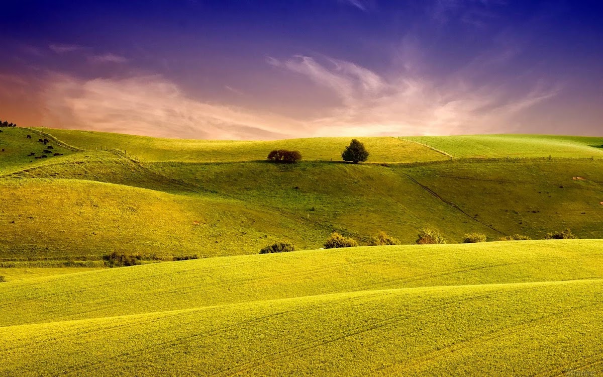 Amazing Field Widescreen HD Wallpaper