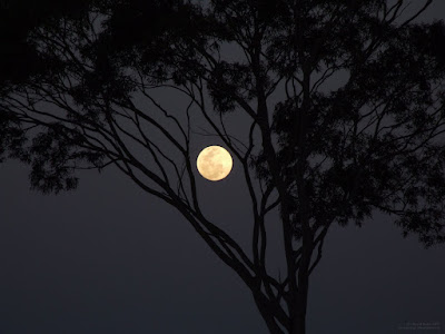 nearly full moon silhouette shining through tree branches - moon outlined by tree