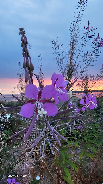 Beautiful Fireweed and sunset sky over the bay