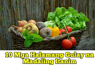 10 Mga Halamang Gulay na Madaling Itanim