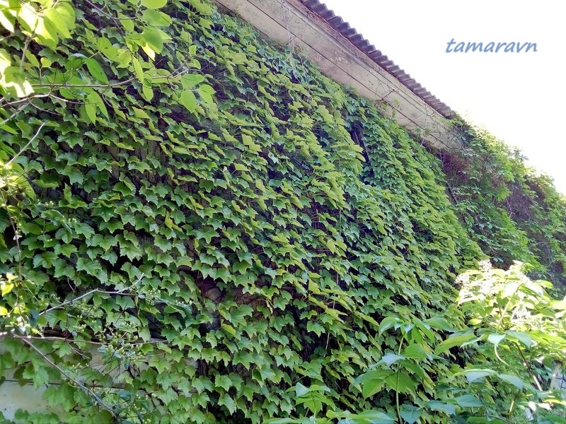 Девичий виноград триострённый (Parthenocissus tricuspidata)