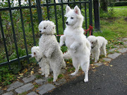 Cute Dogs Pictures (white dogs on hind legs)