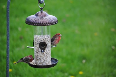 Bird Feeder