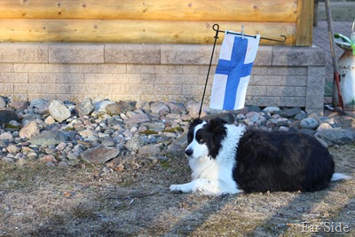 Chance and the St Urhos Flag