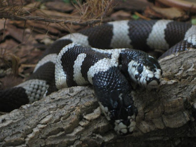 two headed snake