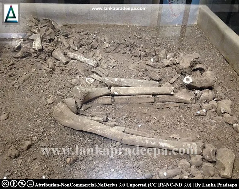 Human skeleton from Potana (near Sigiriya)