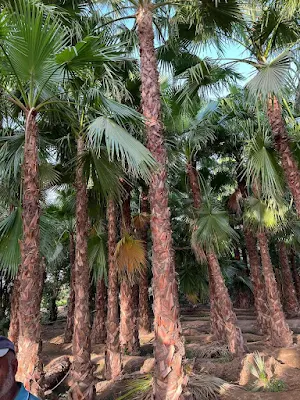 نخل عربي
