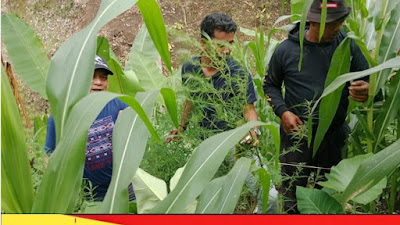 Tanam Pohon Ganja Sekaligus Pengedar, Sepasang Suami Istri Diamankan Polsek Tigalingga 