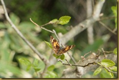 20120508テングチョウ２ 2012-05-08 13-19-32