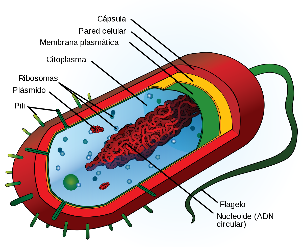 Célula procariota