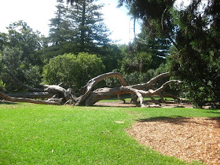 Tree struck by lightning 