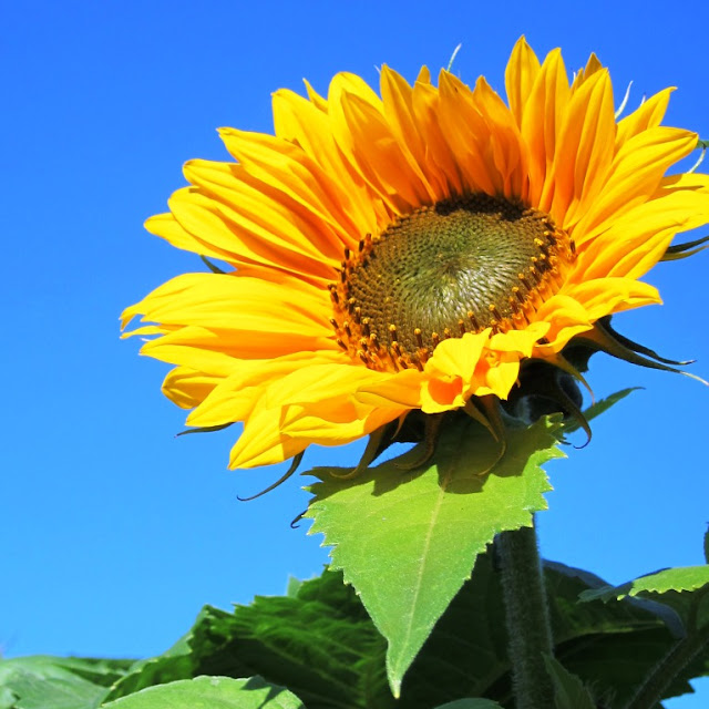 Beautiful Sunflower Picture