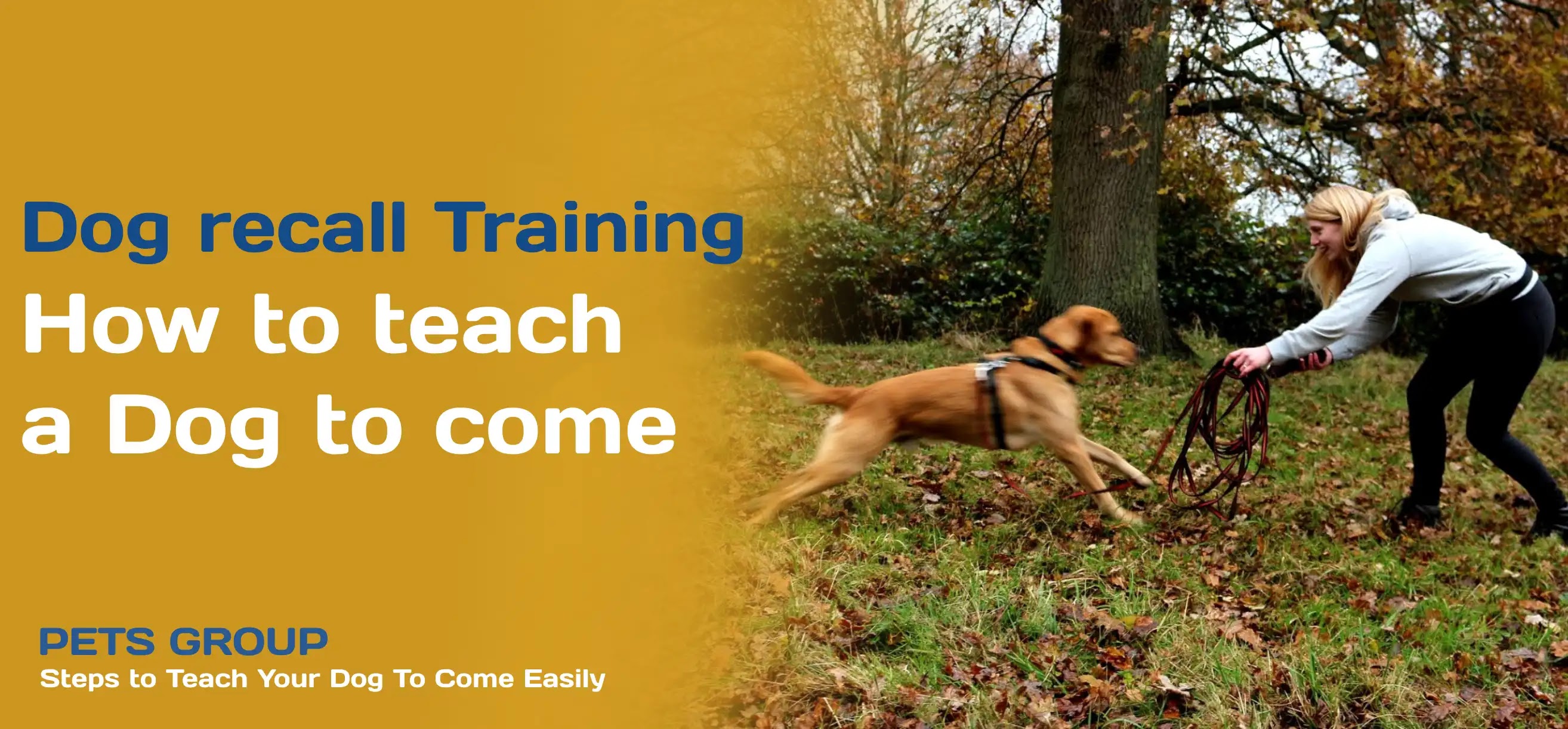 How To Teach Your Dog To Come In 3 Easy Steps - Dog recall training