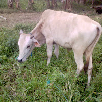 gambar sapi limosin