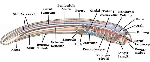 belut lamprey