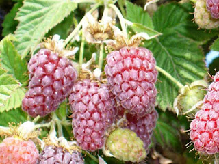 Loganberry Fruit pictures