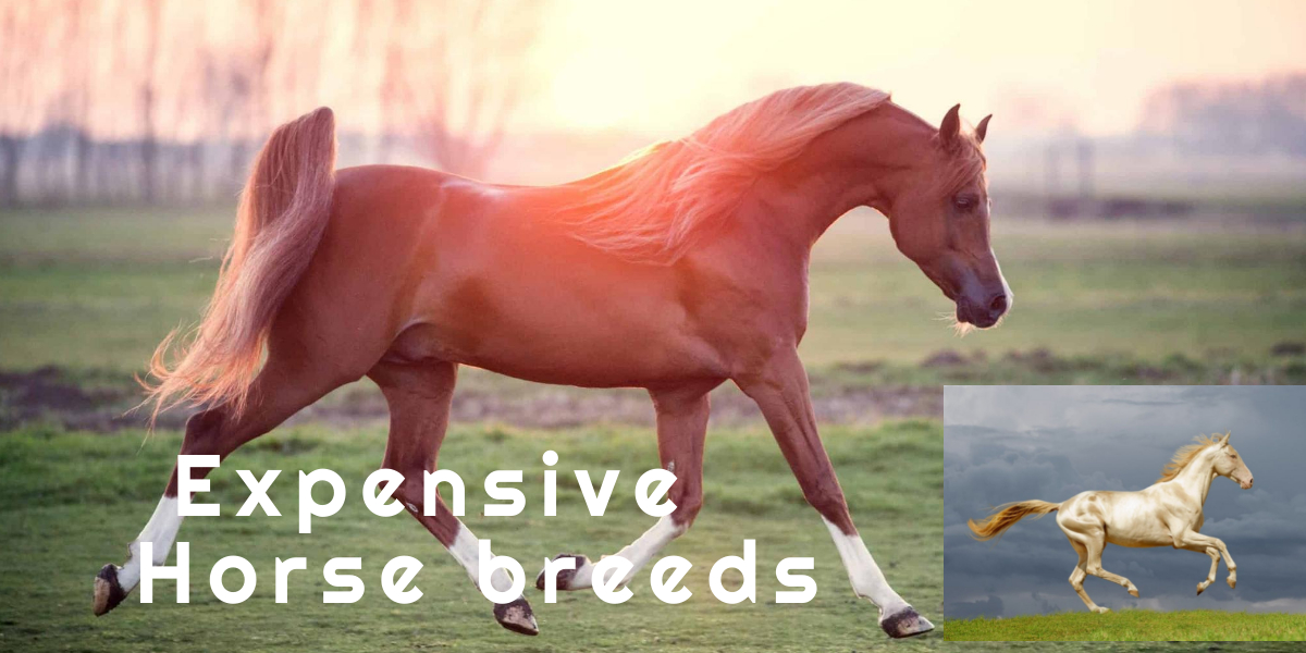 Most Expensive Horse Breeds in the World