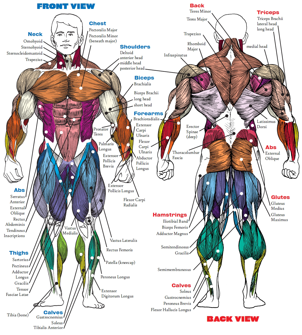 Best Exercises for Major Muscle Groups