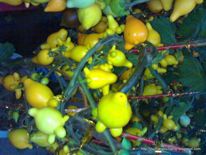 兰花-花:FL09020512034204