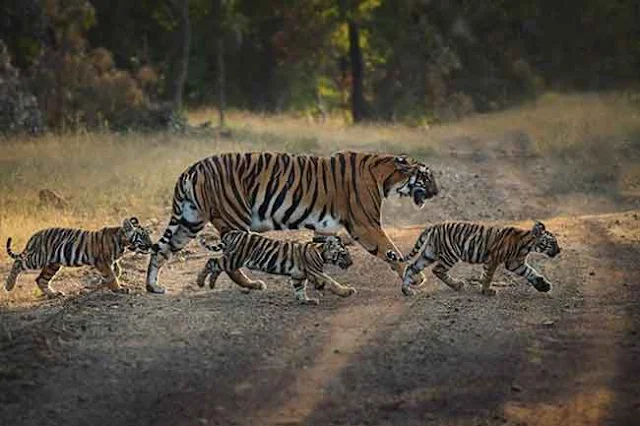 réserve de tigres en Inde