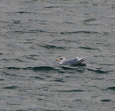 29. Gloucester Iceland Gull 1-kab