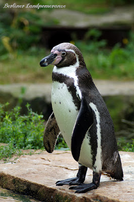 Zoo Berlin