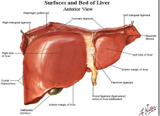 PENATALAKSANAAN SEROSIS HEPATIS BERDASARKAN EVIDANCE BASED NURSING (EBN) 