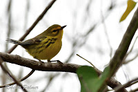 Prairie Warbler – Jekyll Island, GA – Apr. 8, 2018 – Roberta Palmer