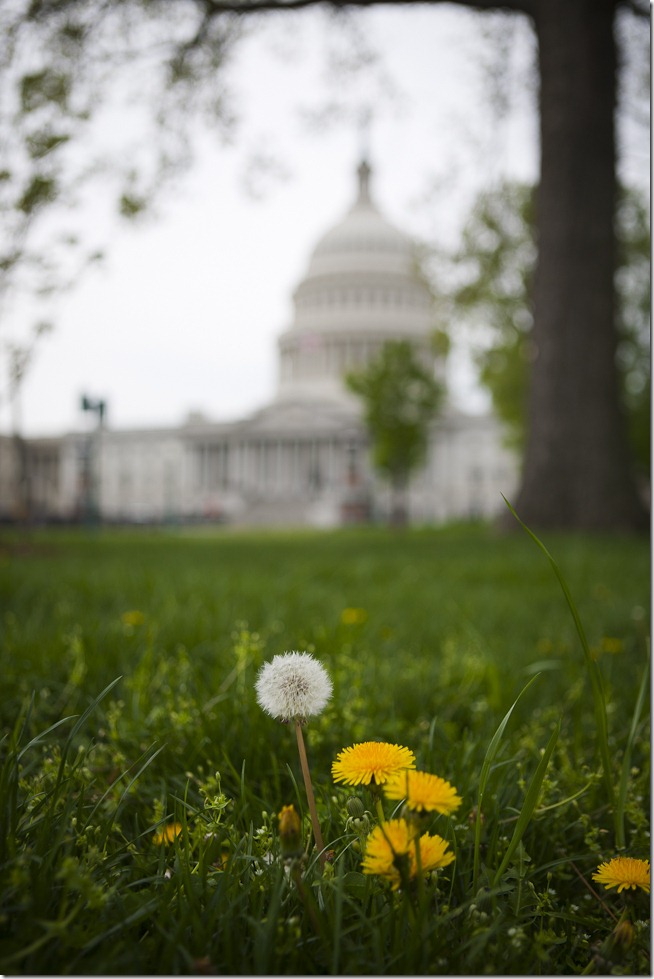 Capitol Dandelions