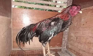  Ciri Ciri Dan Penyebab Penyakit Ngorok Pada Ayam Aduan