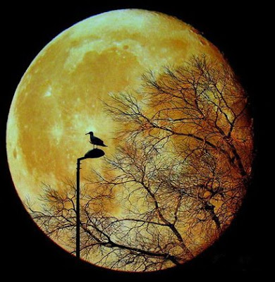Beautiful Moon Pictures