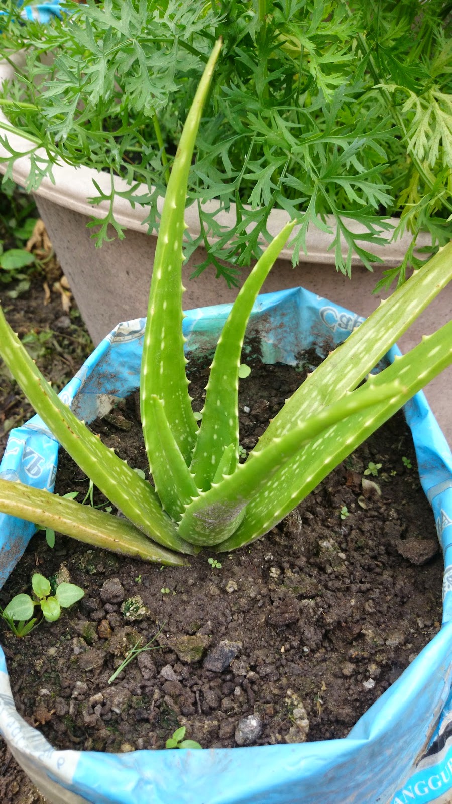 HERBA DALAM NILAI PERUBATAN DI KEBUN BELAKANG RUMAH (KBR 