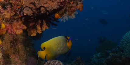 Exploring the Rich Coral Reefs of Raja Ampat