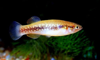 Killifish Profundulus punctatus - cianjur update