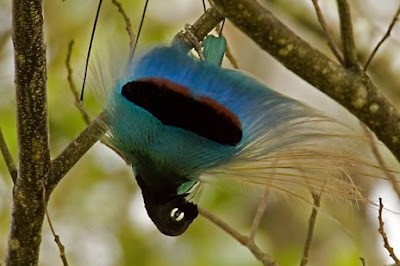 Blue Bird of Paradise Photos