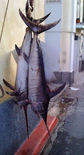 Ikan Todak, Ikan bermulut Pedang