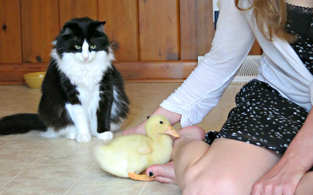 cat thinks baby duck is dinner