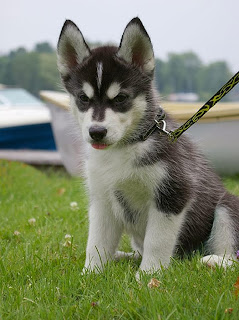 siberian husky puppies