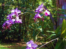 Dendrobium phalaenopsis