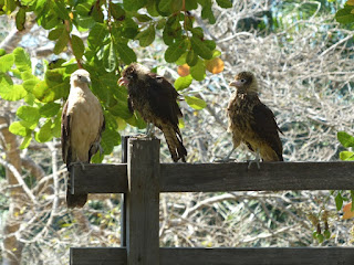 Caracara à tête jaune - Milvago chimachima