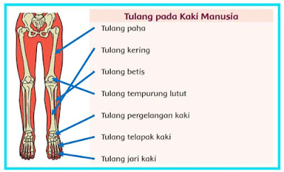 kunci jawaban tematik tema 1 kelas 5 halaman 65