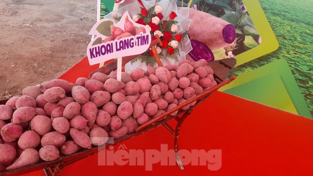 Thủ phủ khoai lang xuất khẩu chính ngạch lô hàng đầu tiên sang Trung Quốc - Ảnh 2.
