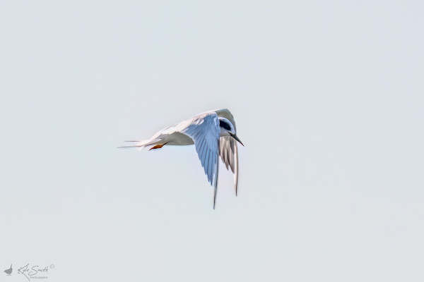 Forster's tern