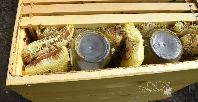 My bees went crazy, building wonky comb all around the empty space.