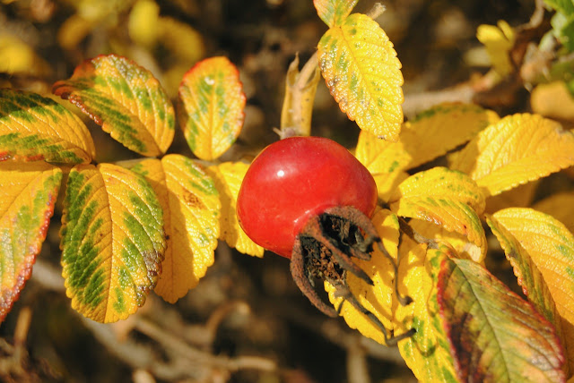 Rosehips Rosa rugosa